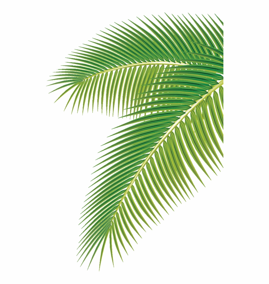 254-2549592_arecaceae-palm-vector-leaf-euclidean-png-image-high.jpg