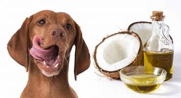 Coconut Oil Benefits for Dogs!